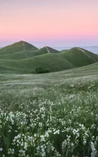 دمنوش گیاهی مشاوره