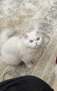 گربه