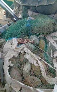 ماهیگیری