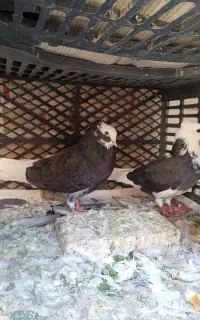 کبوتر پرشی