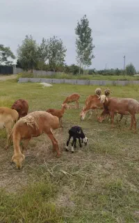 گوسفند چینی اصل