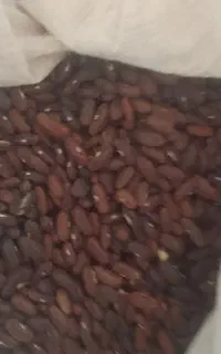لوبیا سبز