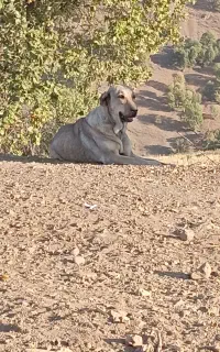 واگذاری ماده عراقی