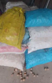 بذر سیب زمینی جلی حدود ۹۵۰کیلو اضافه مونده