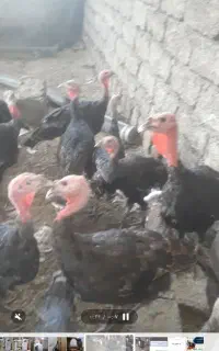 ۷۰ بوقلمون برنزه ۴ ماهه