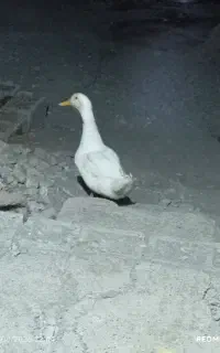 اردک نر