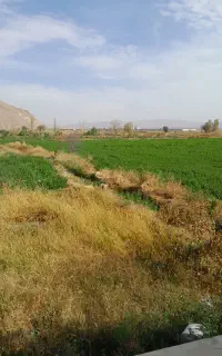 یونجه