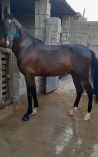 فروش اسب نریان دره شور