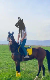 اسب ترکمن کورسی