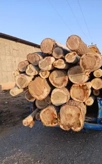 خرید و فروش انواع چوب