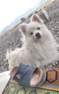 سگ پامر