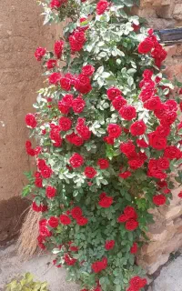 یک نفر شریک برای قطه شوی