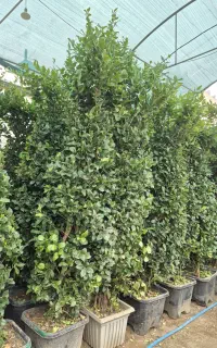 درختچه همیشه سبزیاس هلندی *گلخانه من*