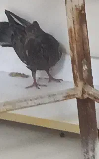 جوجه جیر جیری پیدا شده