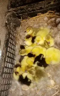 جوجه اردک خارجی رنگ کمیاب