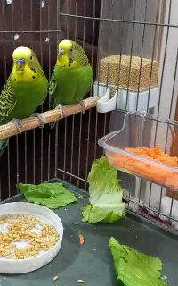 مرغ عشق