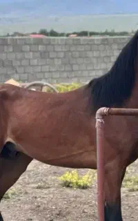خرید فروش اسب پالونی