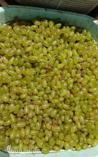 گله تازه پرآب و عیار داره