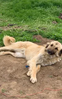 واگذاری سگ نر 18 ماهه