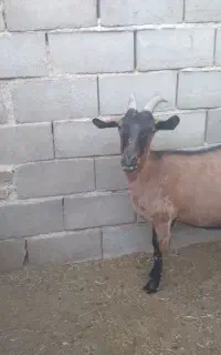 بزآلپاین و کره نر