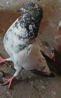 کبوتر یا کفتر