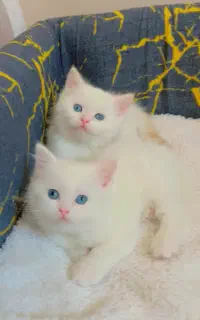 پیشی ناز عروسک‌