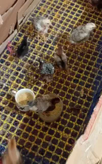 جوجه  یکماهه دونه ای ۱۳۰