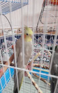 عروس هلندی جفت