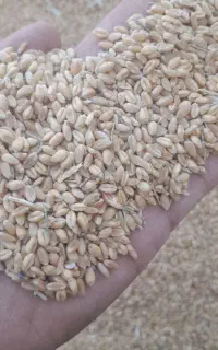 فروش سبوس گندم