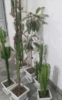 گل کاکتوس