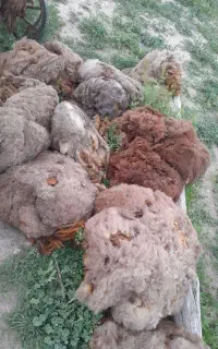 پشم گوسفند تازه چیده شده