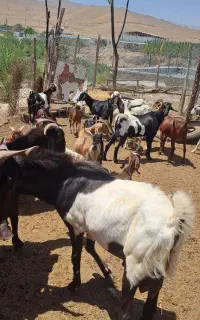 بز ،کهره