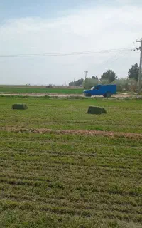 یونجه