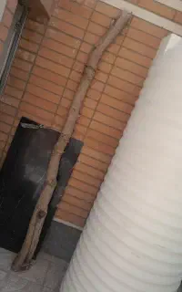 چوب درخت زیتون
