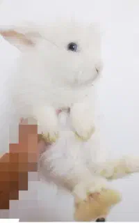 خرگوش