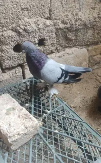 کبوتر پر