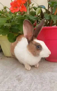 خرگوش