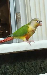 طوطی گرینچیک آناناسی