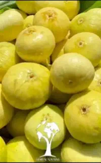 انجیر بی دانه مخصوص کشته