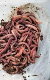 طعمه ماهی گیری