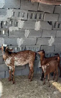 کهره نرچاق