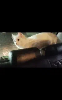 گربه پرشین ماده