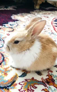 خرگوش