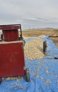 حبه کردن یا دان کردن سیر بادستگاه نانویی جدید