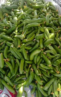 خیار ریز مخصوص خیار شور