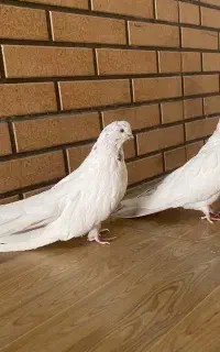 نوک ریز کله ایی