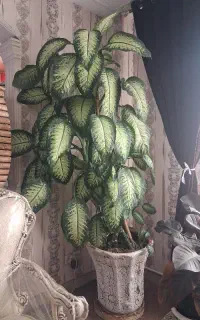 گل و گیاه