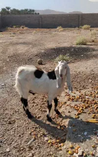 کهره چبش
