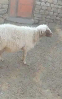 ورن