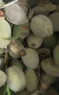 کارگر جهت چیدن بادام گردو